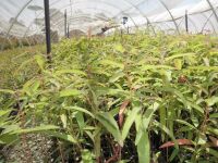 Imagem de MUDA DE EUCALIPTO-CITRIODORA - EUCALYPTUS CITRIODORA